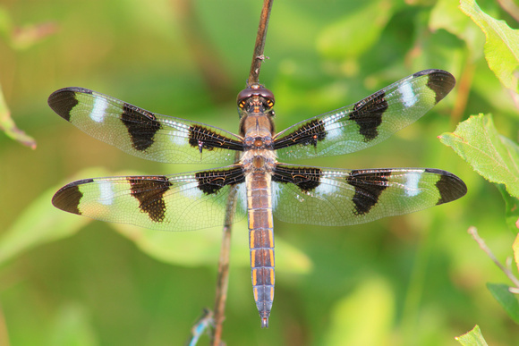 Twelve Spotted Skimmer Dragonfly