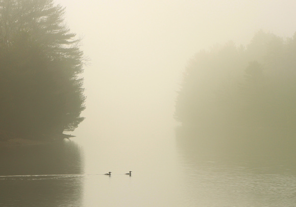 Quabbin Reservoir Common Mergansers in Morning Fog