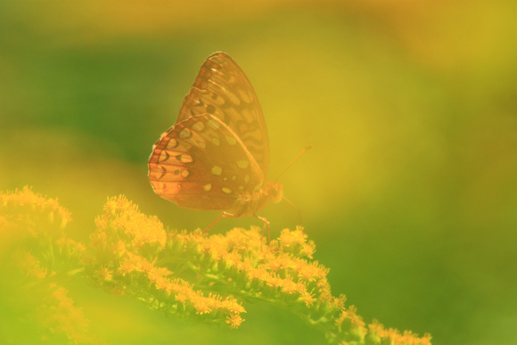 Fritillary Butterfly Through Goldenrod