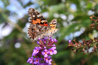 American Painted Lady August 2012 irruption in MA
