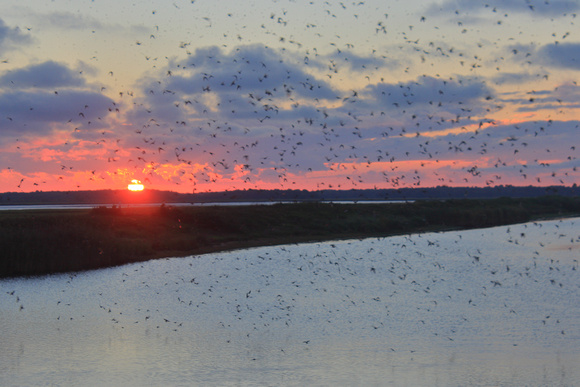 Parker River National Wildlife Refuge Tree Swallow Migration