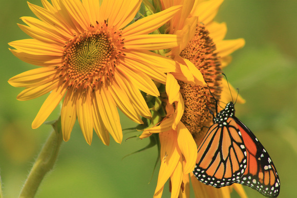 Monarch Butterfly and Sunflowers