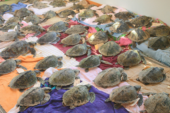Kemp's Ridley turtles at Wellfleet Bay Wildlife Sanctuary