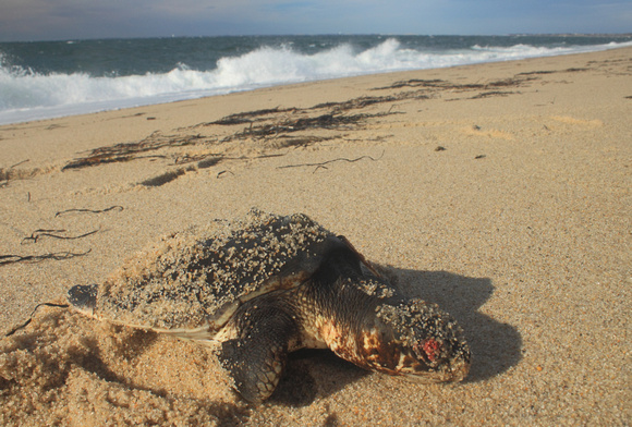 Kemps Ridley Turtle stranded on Cape Cod Bay beach