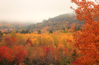 Acadia National Park Autumn Rain