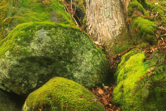Dunbar Brook Mossy Boulders