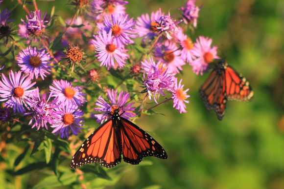 Monarch Butterflies on Aster