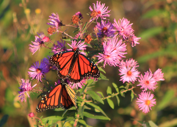 Monarch Butterfly Pair on Asters