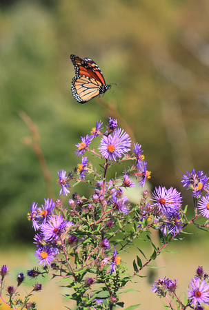 Monarch Butterfly Landing on Aster