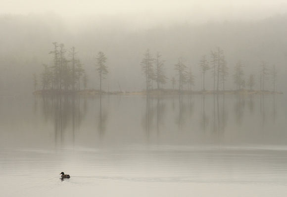 Tully Lake Mallard Duck and Fog