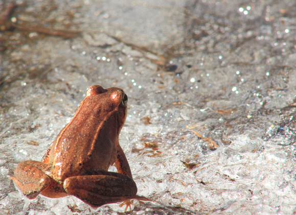 Wood Frog and Frozen Vernal Pool