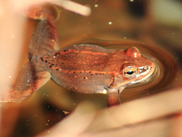 Wood Frog in Vernal Pool