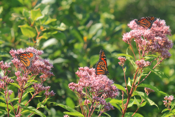 Monarch Butterflies on Joe Pye Weed