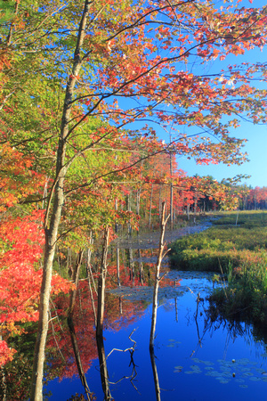 Quabbin Reservoir Bow Brook Red Maple Foliage