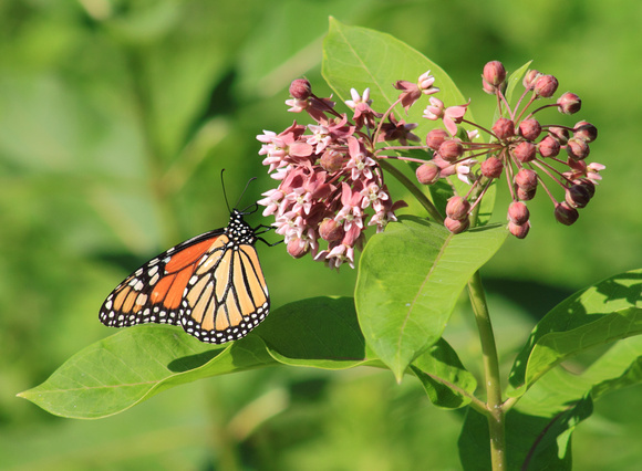 Monarch Butterfly on Milkweed 1182
