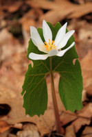 Bloodroot Emerging from Leaf