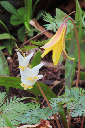 Dutchmans Breeches and Trout Lily