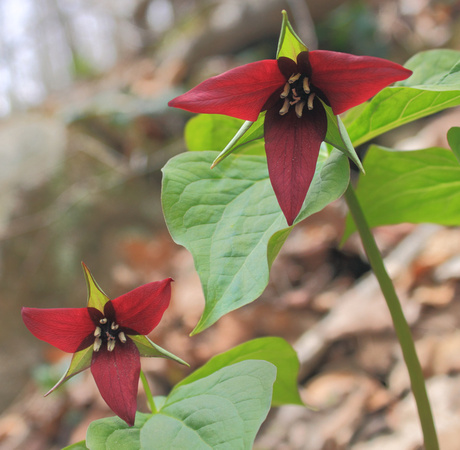 Red Trilliums on valley slope