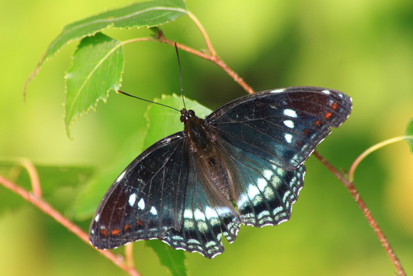 White Admiral fading wing color