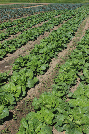 Vegetable rows