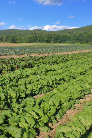 Vegetable rows and view to river