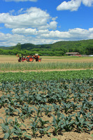 Crops and tractor