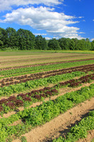 Crop rows south field