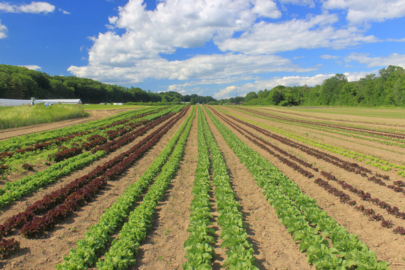 Vegetable rows south field horiz