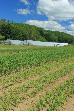 Crop field and greenhouses