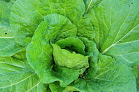 Lettuce closeup