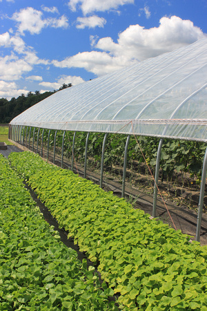Greenhouse and produce