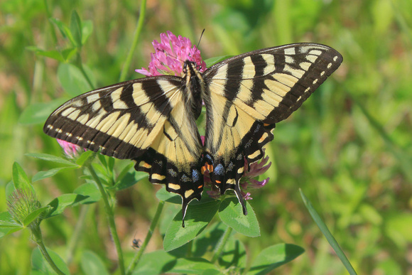 Tiger swallowtail in pollinator area