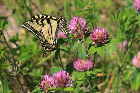 Tiger Swallowtail butterfly in pollinator area