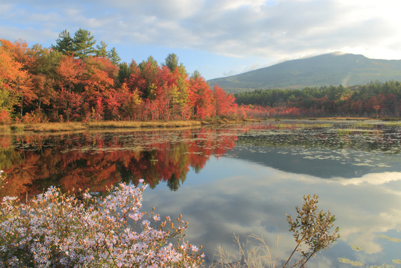 Mount Monadnock Perkins Pond Foliage and Asters