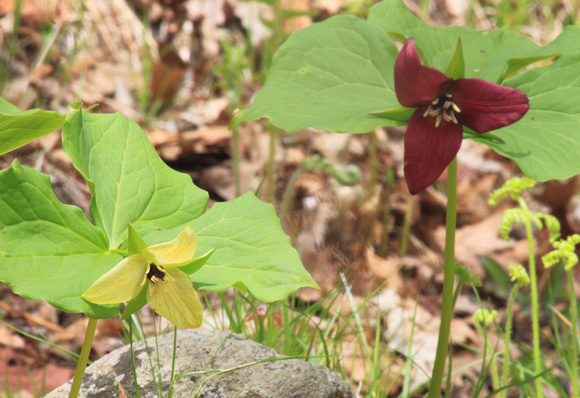 Red Trillium with Yellow Phase