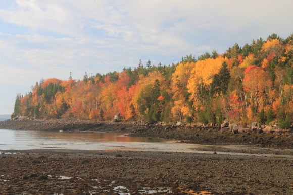 Acadia National Park Tidal Flats Fall Foliage