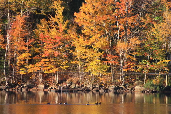 Camden Hills Megunitcook Lake Autumn Reflection and Geese