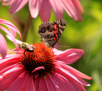 American Painted Lady and Bee on Coneflower