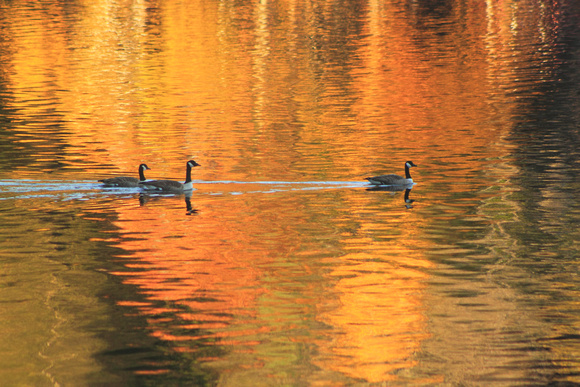 Canada Goose and Fall Foliage Reflection