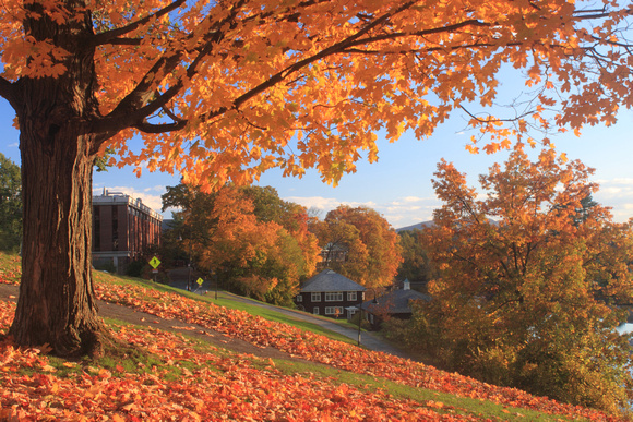 Smith College Campus Fall Foliage