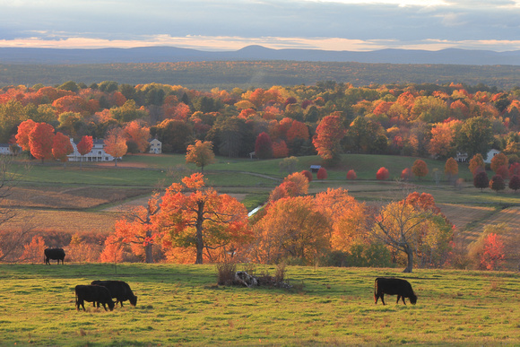 Gibbet Hill Fall Foliage and Cows Evening Light