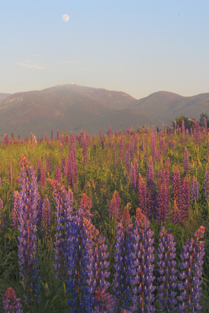 Sugar Hill Lupines and Moon Evening Light