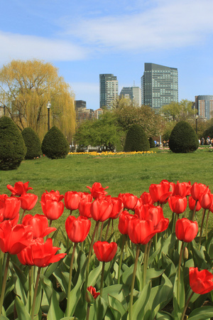 Boston Common Public Garden Tulips in Spring