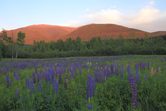 Lupine Field and Presidential Range White Mountains