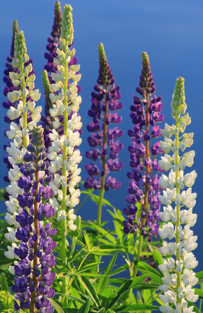 Lupines at Pond Edge