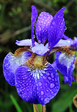 Blue Flag Iris in Rain 9380