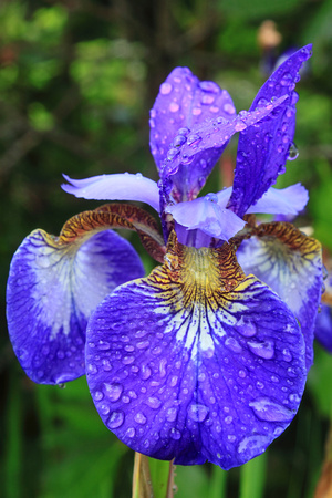 Blue Flag Iris in Rain