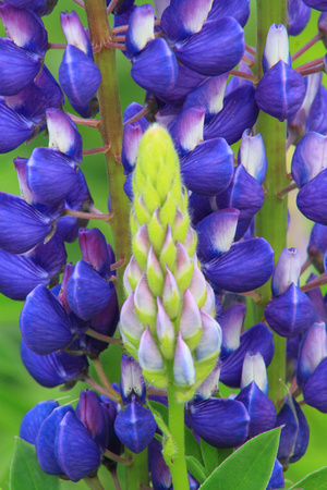 Lupine Bud and Flower