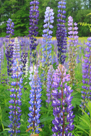 Lupine colony in meadow