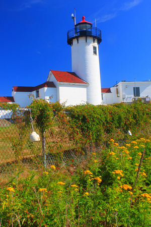 Eastern Point Lighthouse flowers